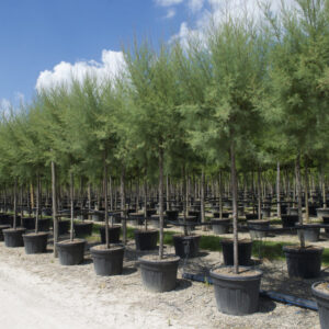 1014___Tamarix_gallica___.jpg