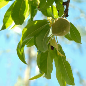 10337___Prunus_dulcis___Ferragnes_____.jpg