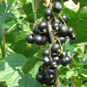 10353___Ribes_nigrum__Wellington_xxx___.jpg