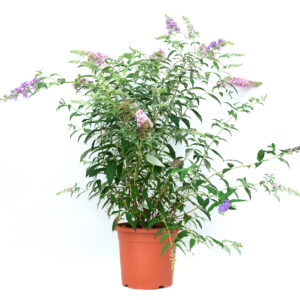 10481___Buddleja_davidii__Prince_Charming_____.jpg