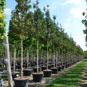 107___Acer_campestre____Queen_Elizabeth____altofusto_clt.0110.jpg