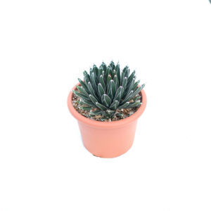 10858___Agave_victoriae-reginae___lv0012.jpg