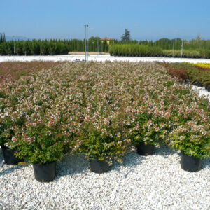 1158___Abelia_x_grandiflora__cespuglio_clt.0018.jpg