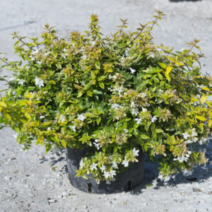 1162___Abelia_x_grandiflora____Kaleidoskope____cespuglio_clt.0010.jpg