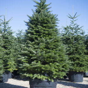 11___Abies_nordmanniana___clt.0180.jpg