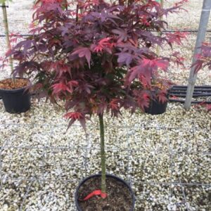 121___Acer_palmatum__Shaina___.jpg