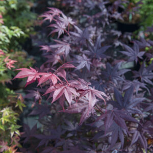 1288___Acer_palmatum____Okagami_____.jpg