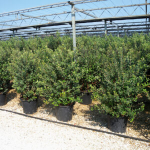 Acca sellowiana (Feijoa sellowiana)