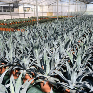 1434___Agave_americana___lv0012.jpg