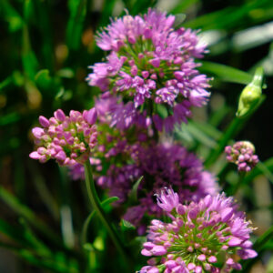 1458___Allium____Millennium___.jpg