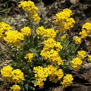 1474___Alyssum_saxatile__Compactum___.jpg