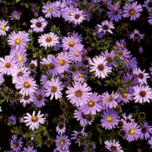 1510___Aster_dumosus___Prof._A._Kippenberg_____.jpg