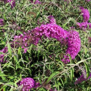 1607___Buddleja_davidii__Adonis_Blue______.jpeg