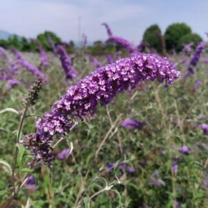 1608___Buddleja_davidii____Empire_Blue_____.jpeg