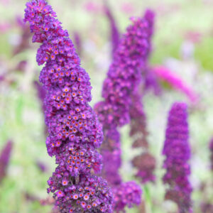 1611___Buddleja_davidii____Black_Knight_____.jpg