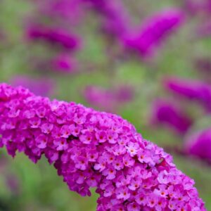 1616___Buddleja_davidii____Royal_Red_____.jpg