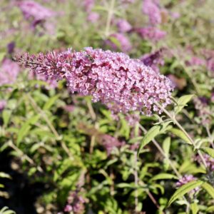 1620___Buddleja_Tiny_Buddy___Hot_Pink__.jpg