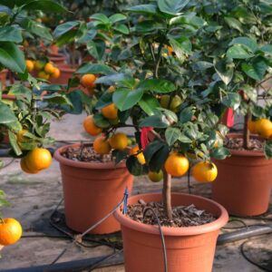 1868___Citrus_arcobal____C._meyeri_e_Citrus_sinensis_var._doppio_sanguineo____.jpg