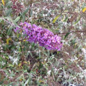 236___Buddleja_davidii____Nanho_Blue_____.jpg