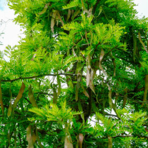 2429___Gleditsia_triacanthos__f.__inermis___.jpg