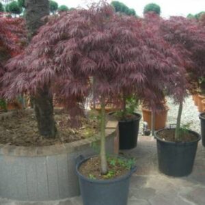 28___Acer_palmatum__Dissectum_Crimson_Queen_____.JPG