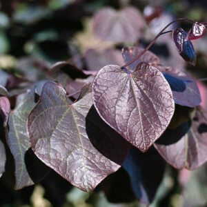 305___Cercis_canadensis____Forest_Pansy_____.jpg
