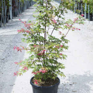 32___Acer_palmatum__Beni-maiko______.jpg