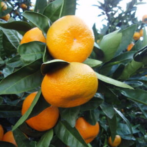 350___Citrus_unshiu___.jpg