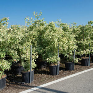 366___Cornus_controversa____Variegata_____.jpg