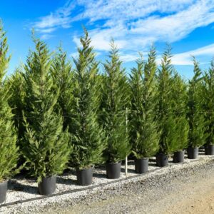 418___x_Cupressocyparis_leylandii___.jpg