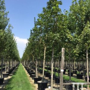 4223___Acer_platanoides____Emerald_Queen_____.jpg
