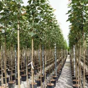 4224___Acer_pseudoplatanus__Bruchem___.jpg