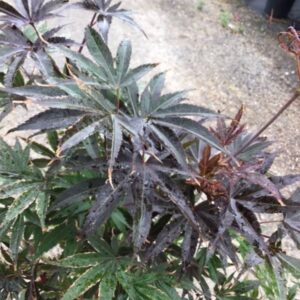 4229___Acer_palmatum__Pixie___.jpg