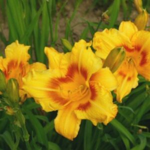 4271___Hemerocallis___Black_Eyed_Stella___.jpg