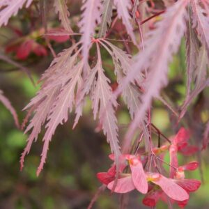 42___Acer_palmatum__Dissectum_Crimson_Princess_____.jpg