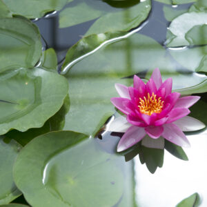 4310___Nymphaea___Attraction___.jpg