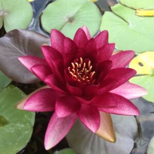 4311___Nymphaea___Charles_de_Meurville___.JPG