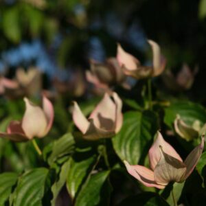 4550___Cornus_____Rosy_Teacups_______Cornus_kousa_x_nutt.____Rosy_Teacups________.jpg
