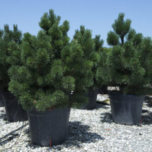 849___Pinus_mugo____Gnom_____.jpg