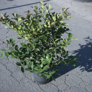 933___Psidium_cattleianum___.jpg