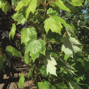 95___Acer_rubrum___.jpg