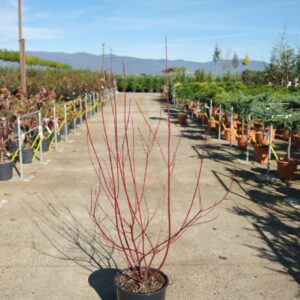 9696___Cornus_alba__Miracle_____C._a.__Verpaalen2__MIRACLE_____.jpg