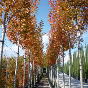 96___Acer_rubrum____October_Glory_____.jpg