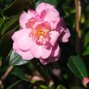 9735___Camellia_sasangua__FLM2___.jpg
