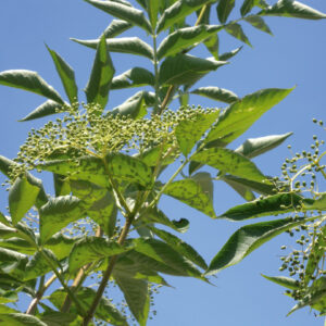 991___Sambucus_nigra___.jpg