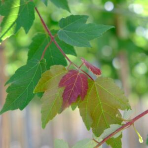 9980___Acer_rubrum__Summer_Red_____.jpg