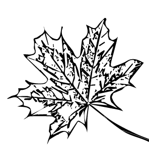 Acer platanoides ‘Drummondii’ leaf draw